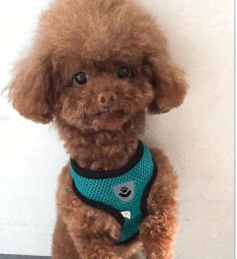 Reflective Pet Harness And Leash Set For Dogs And Cats, Adjustable Puppy Cat Vest Harness With Soft Mesh